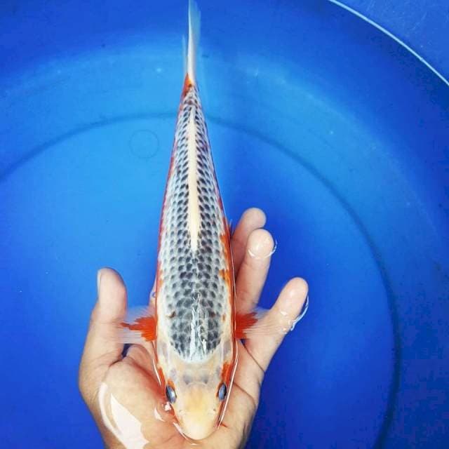 ASAGI YAHUUD 30CM