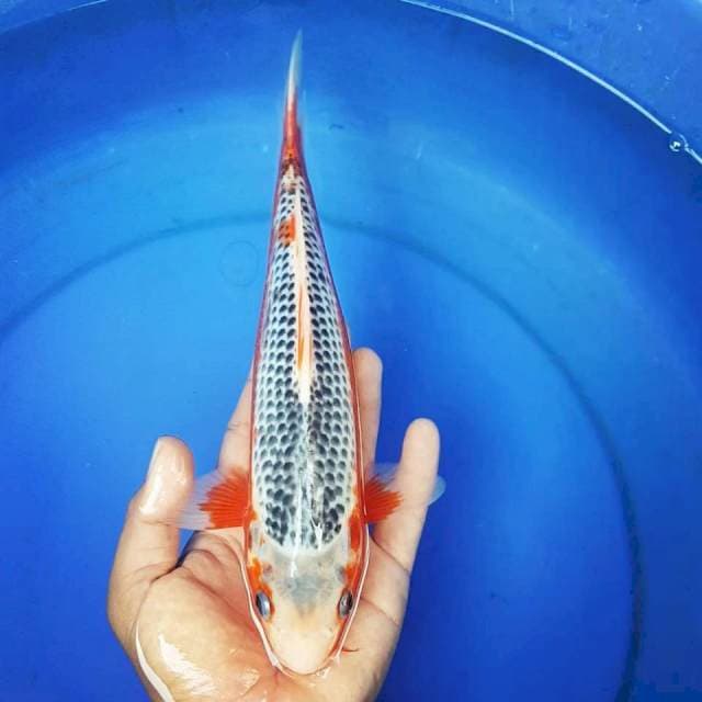 ASAGI MANTAB TEMBUS 28CM
