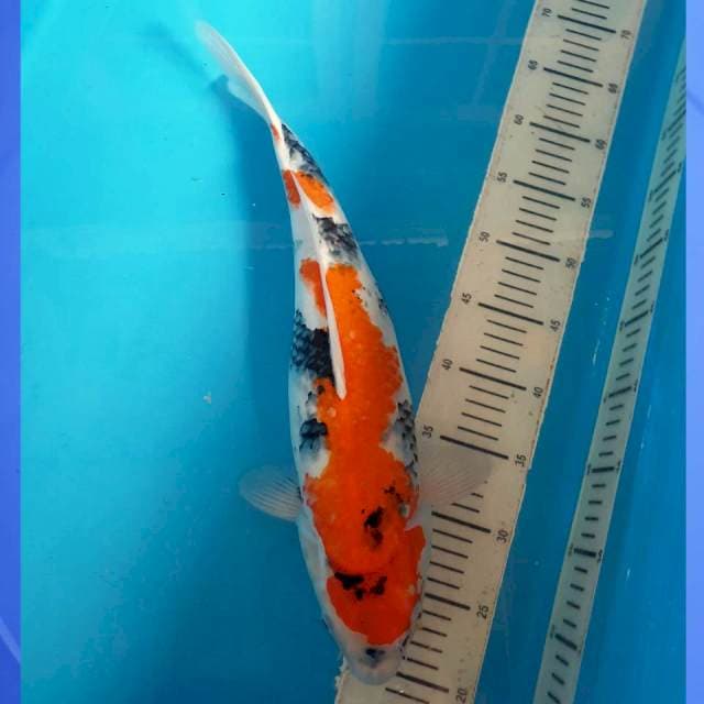 Showa 45 Female