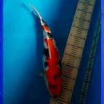 Showa 45 Female