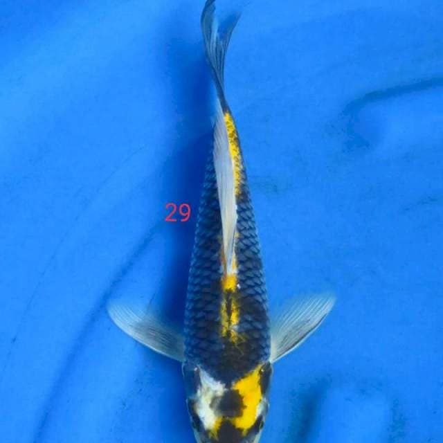 Patern kepala uniq 29cm