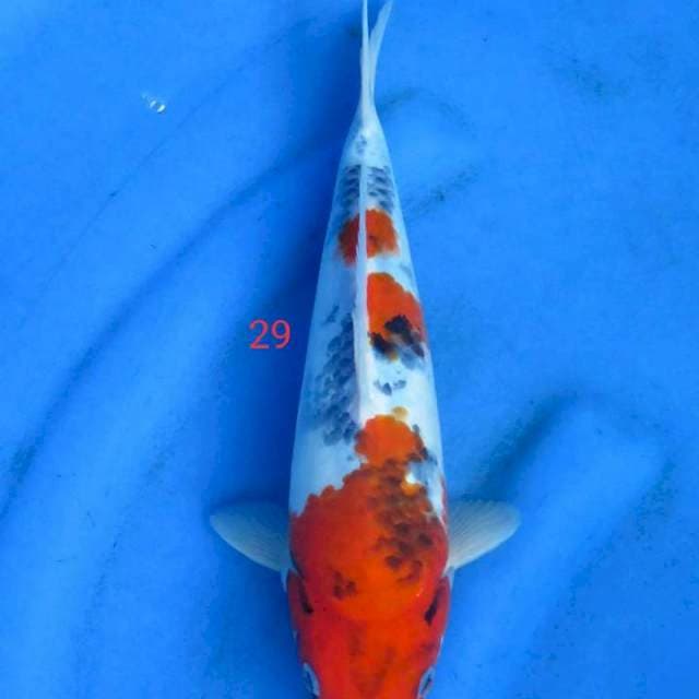 Showa 29cm