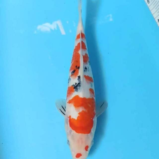 sakura subosi 33 cm body bagus