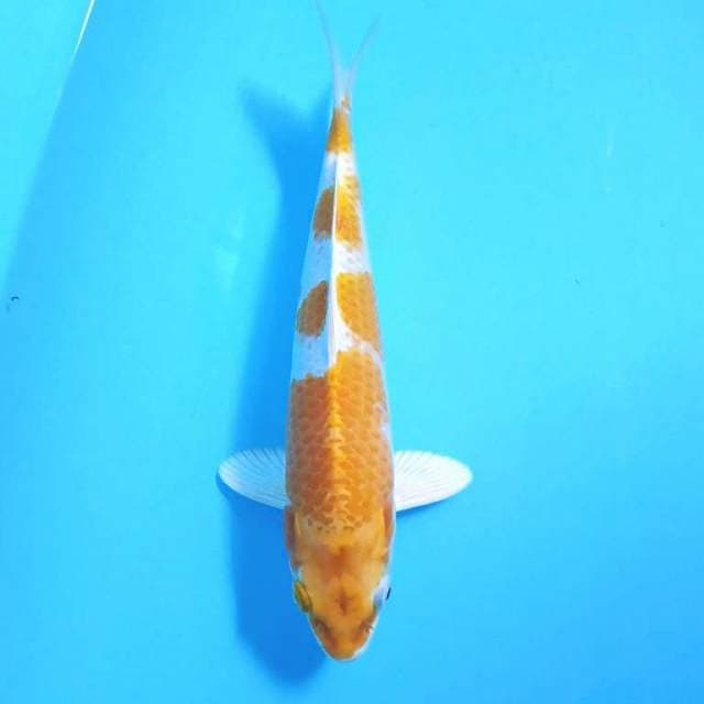 yondan hariwake