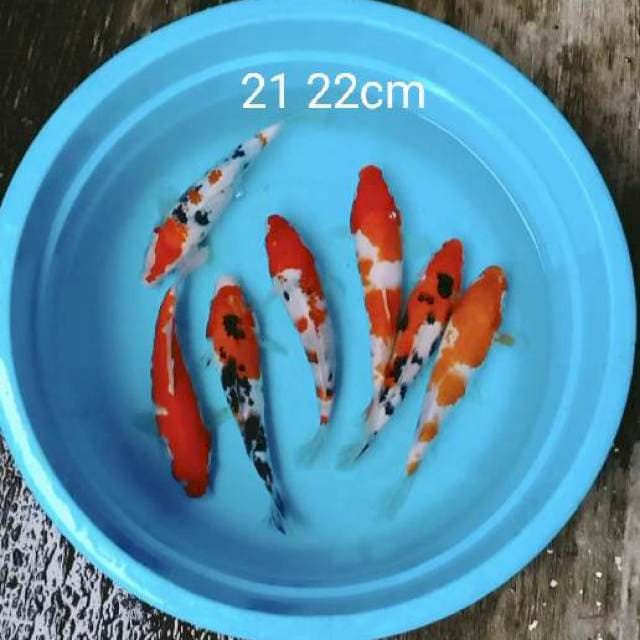 Paket bagus 7 ekor 21 22cm