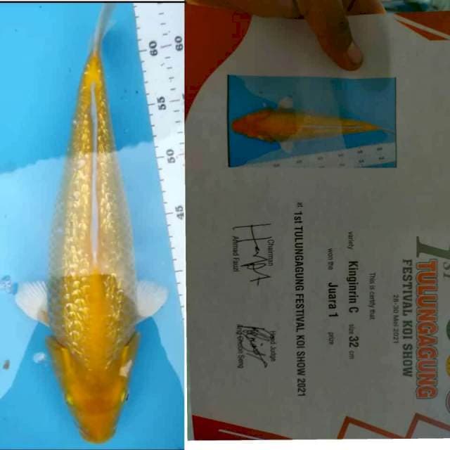 Karasi ginrin juara 1 punuk body jos