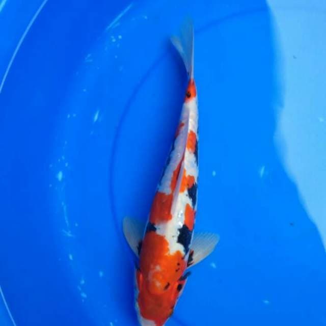 Beni kumoryu 37cm