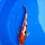 Beni kumoryu 37cm