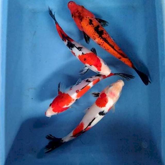Mix red strong 23-27cm