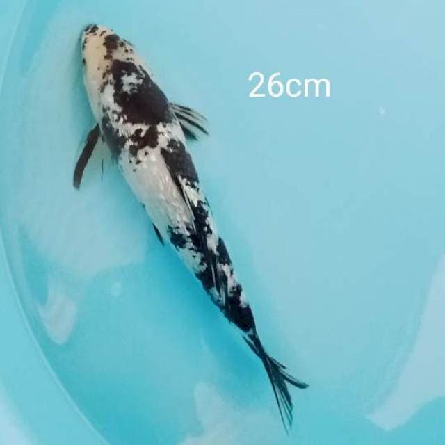 Shiro beko ginrin 26cm
