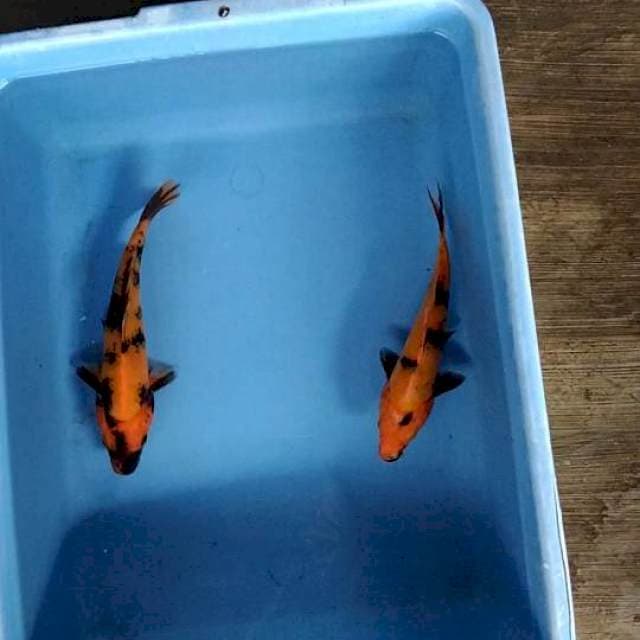 Ki utsuri 20&21cm 
