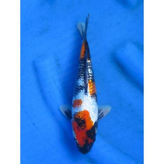 Showa Ginrin Parade 2 - 25cm