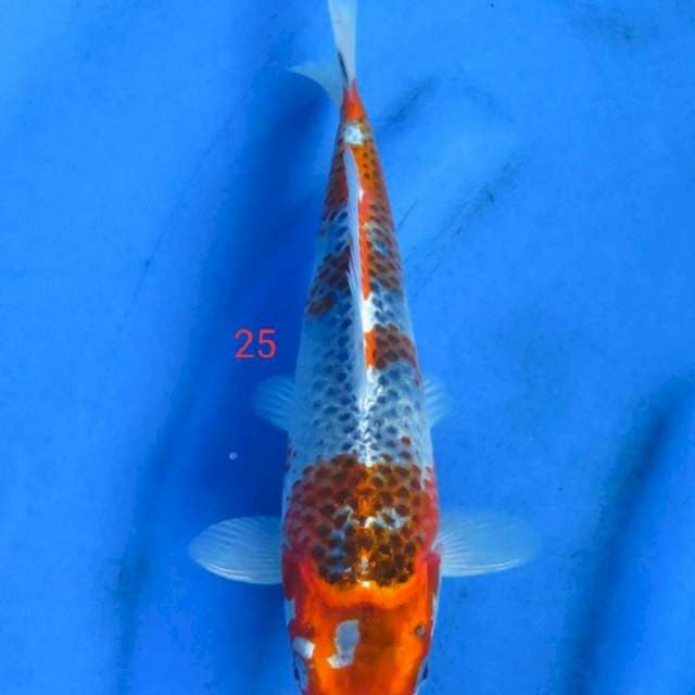 Goshiki 25cm