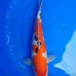 Sanke strong 36cm
