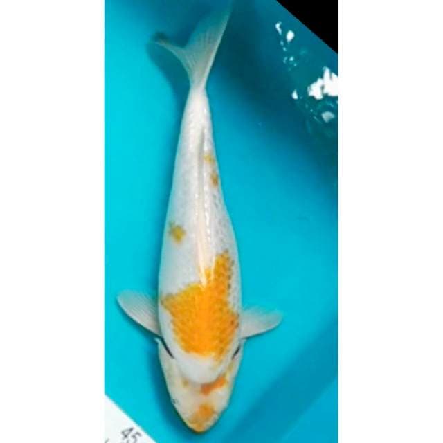 Hariwake Ginrin Punuk 32cm