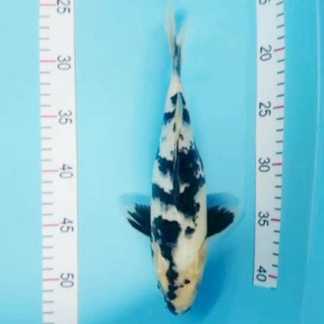 Shiro 27cm