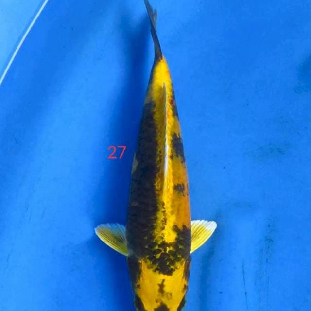 Kin uniq 27cm