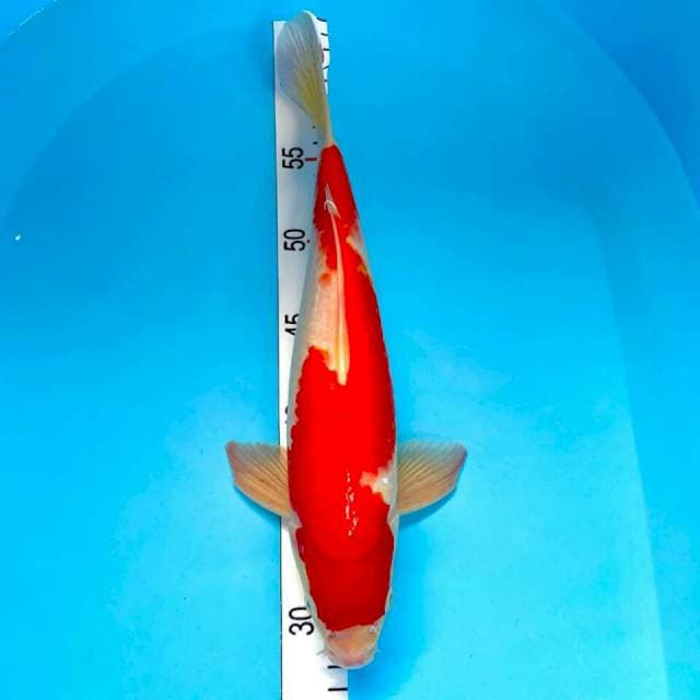 Kohaku strong size 34
