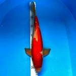 Kohaku strong size 34