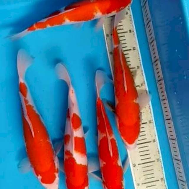 KOHAKU (paket 5ekor)