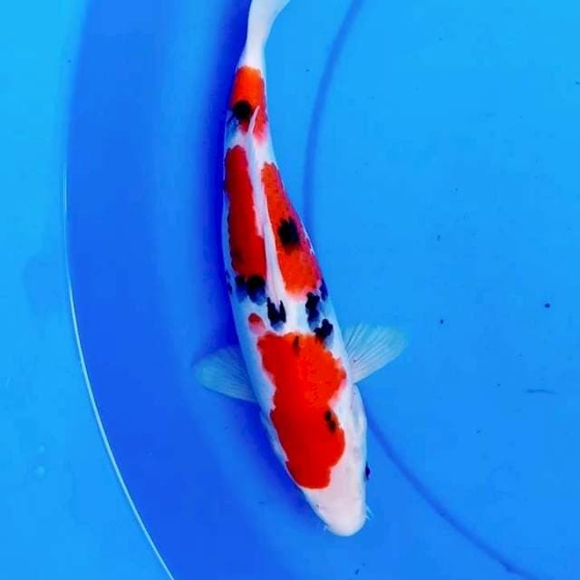 SANDAN SANKE TSUBOSUMI 3step ORI