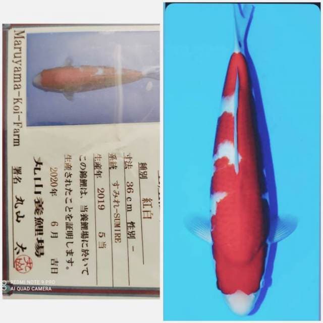 Maruyama Kohaku sertifikat