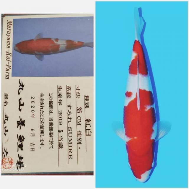 Maruyama kohaku sertifikat