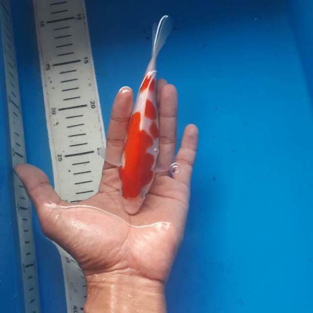 Show quality kohaku