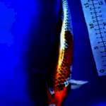 KOJAKU JUMBO 33 CM