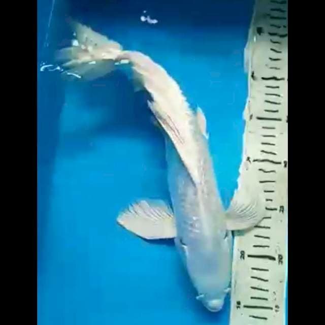 KUMPAY PLATINUM GINRIN PUNUK 37 Cm