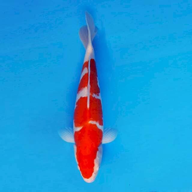 ARASHI 6 ~ KOHAKU ™