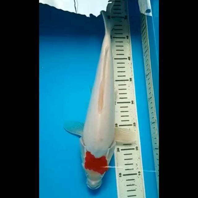 TANCHO KABARET ORIGINAL JUMBO PUNUK 38 Cm