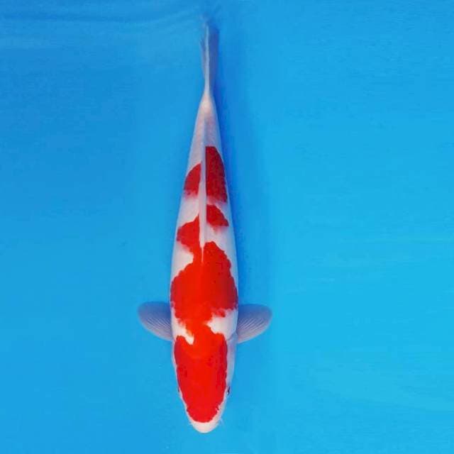 ORIN 12 ~ KOHAKU ™
