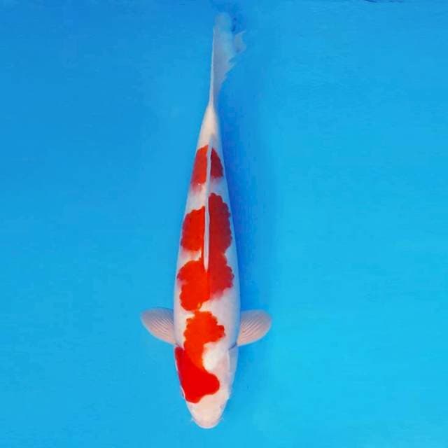 YORI 18 ~ KOHAKU ™