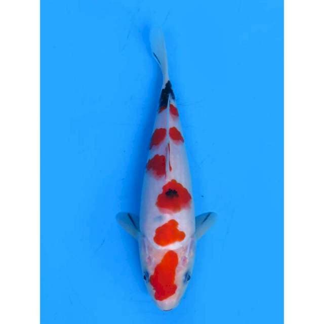 Sanke SQ - 20cm