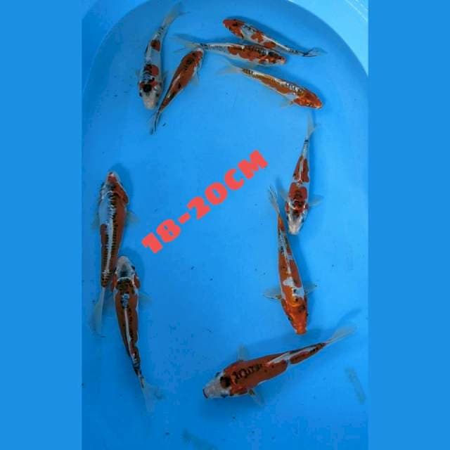 kujaku doit 10ekor