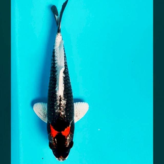 Kabuto sisik strong 28cm
