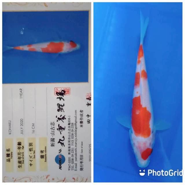 Kohaku tosai marujyu