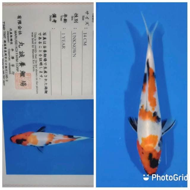 Showa marusei tosai