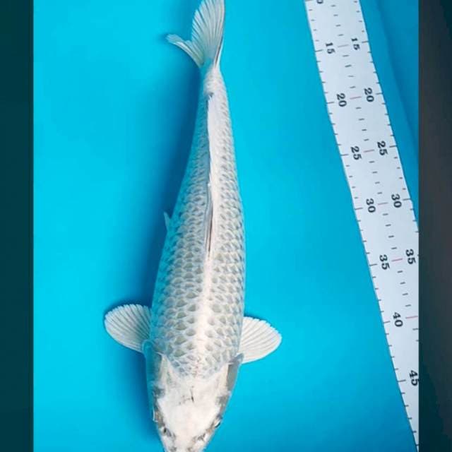 Mukashi punuk bulky 39cm