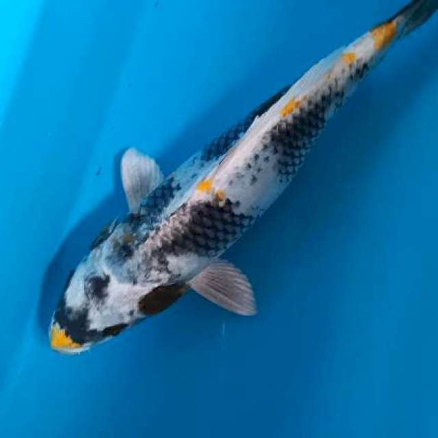 unique color 28cm