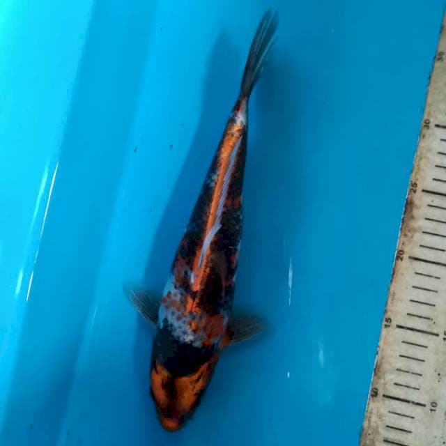 Unique 29cm
