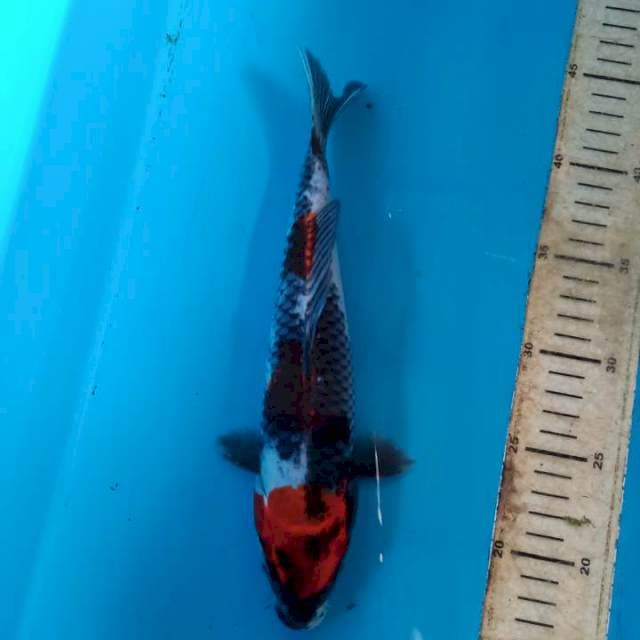 Showa 28cm