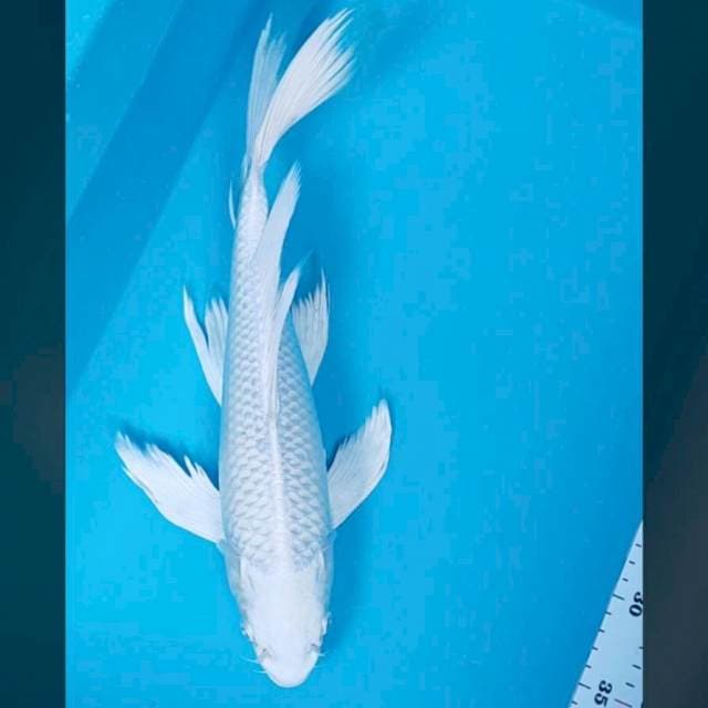 Kumpay platinum 37cm male