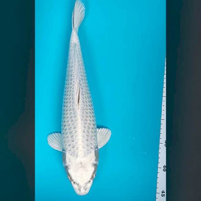 Mukashi punuk jos 42cm