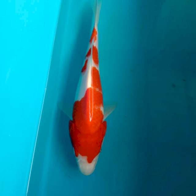 Kohaku 26cm