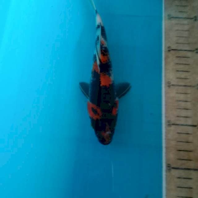 Showa 21cm