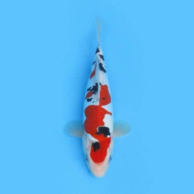 DOITSU PATTERN UNIQUE