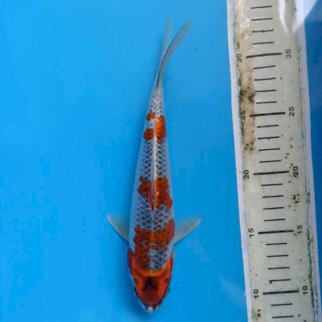 Goshiki 25bu