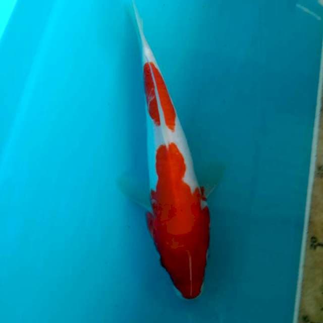 Kohaku Doitsu 22 cm